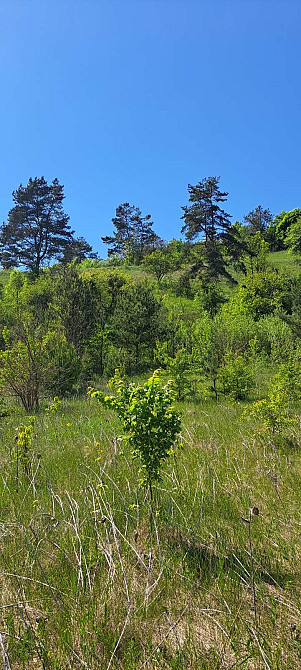 с. С.Безрадичі (Романков, Дмитровичі, Підгірці) 25сот під забудову, Обухов - изображение 7