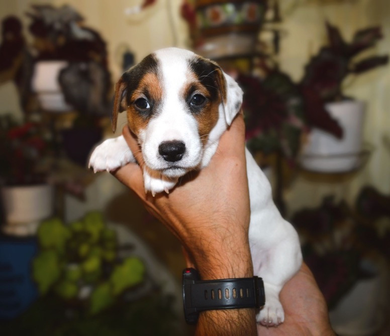 Цуценята Джек Рассел терʼєр! Готові до переїзду! Червоноград - зображення 1