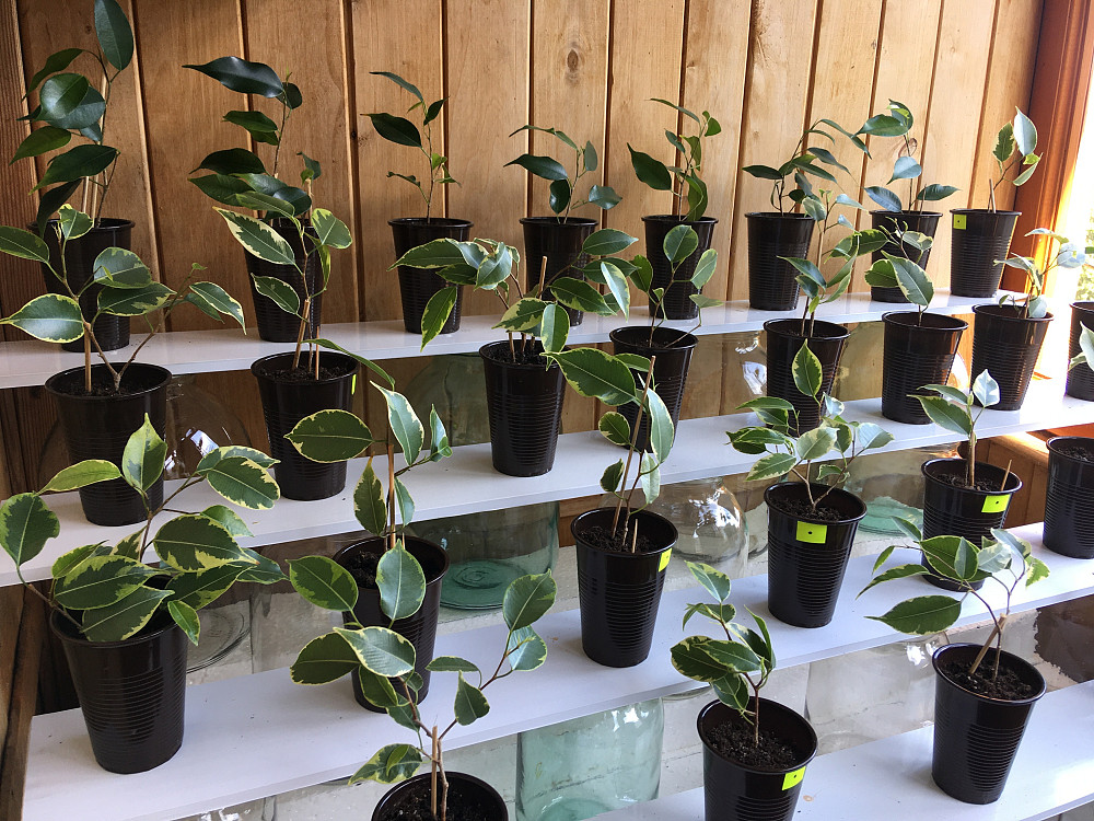 Черенки (ростки) фікуса Бенджаміна Харків - зображення 2