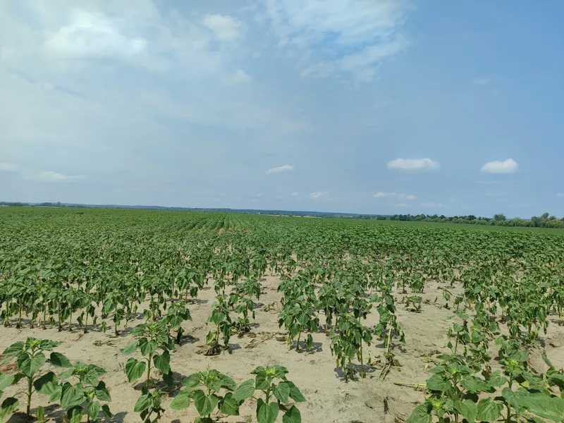 продажа земля сельскохозяйственного назначения Бородянский, Озера, 13082028 грн.  - зображення 7