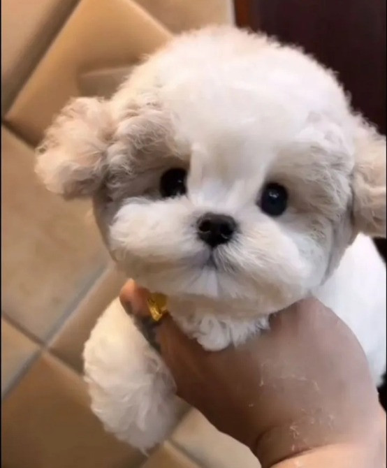 Бишон фризе мини Щенки Київ - зображення 2