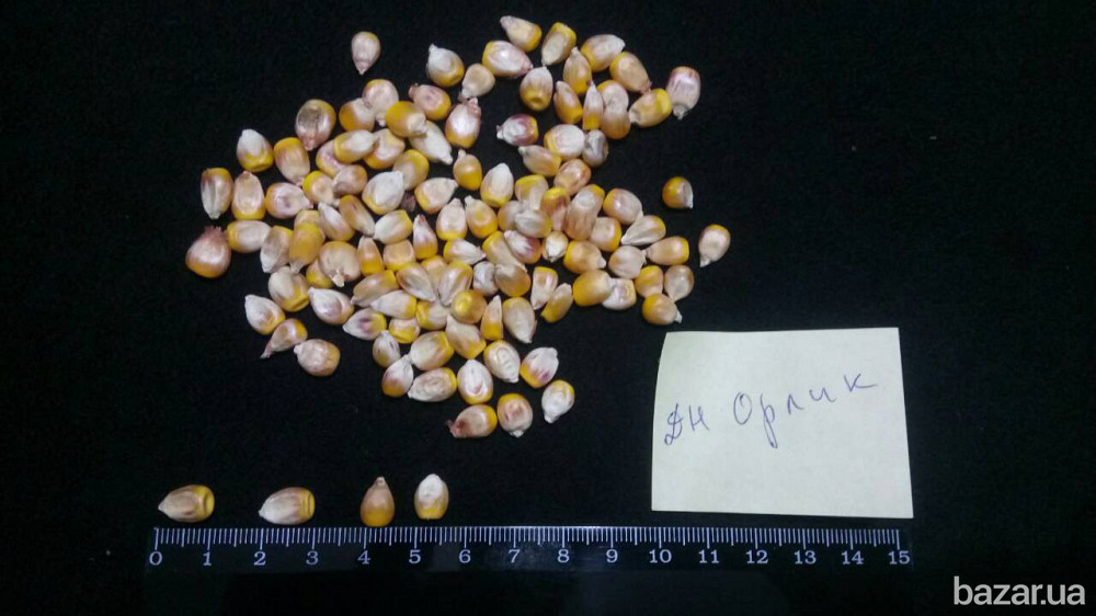 семена кукурузы от производителя Полтава - зображення 3