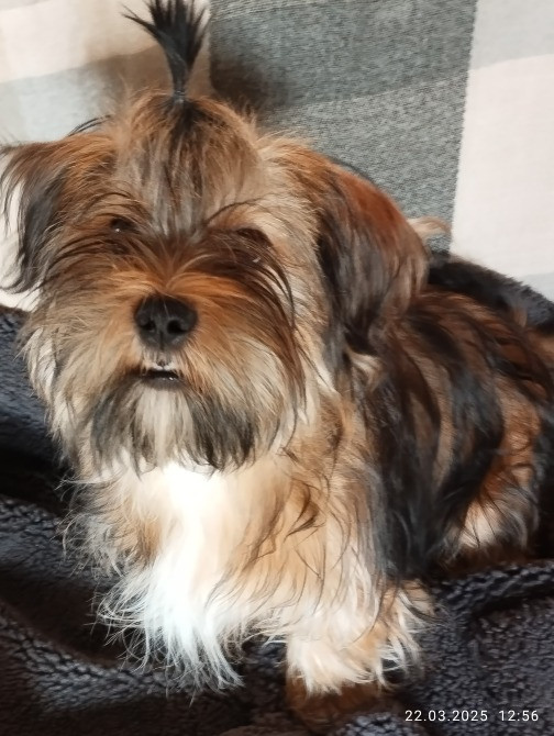 Продам цуценя Полтава - зображення 1