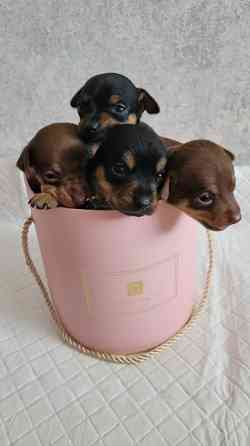 Той те'рєр щеннята Львів