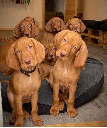 Венгерская выжла щенок Киев