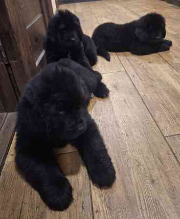 Ньюфаундленд цуценята КСУ- FCI Херсон