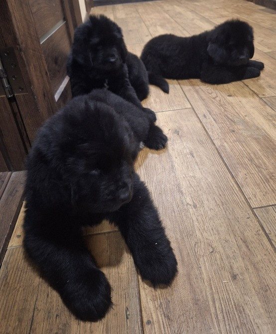 Ньюфаундленд цуценята КСУ- FCI Херсон - зображення 4