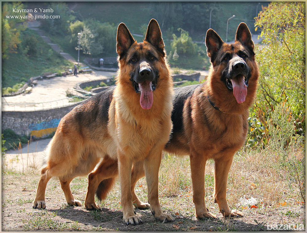 Німецька вівчарки. Розплідник. Кобелі та суки. Київ - зображення 12