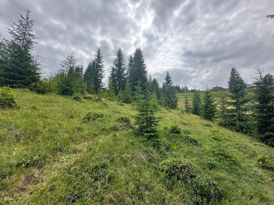 Продаж земельної ділянки в с. Яблуниця, навпроти ресторану "Грань" Івано-Франківськ - зображення 4