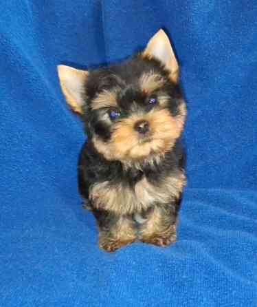 Міні йорік, тендітний хлопчик Одесса