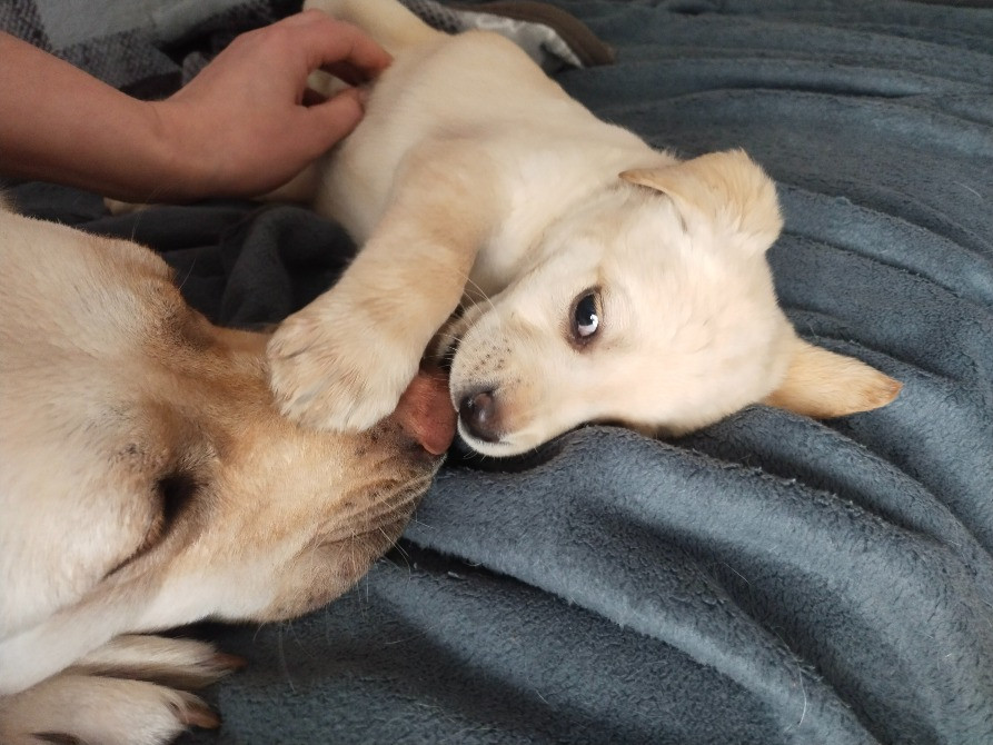 Цуценята Богородчани - зображення 6