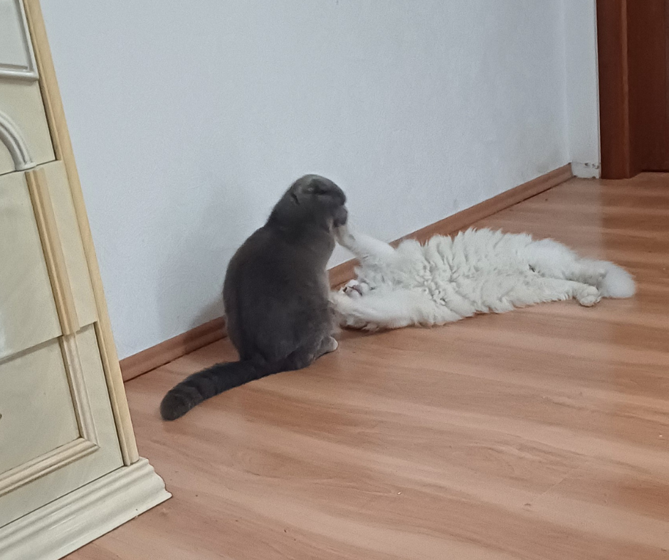 Отель для котов- перетримка котів у Києві зооготель зоогостиница Киев - изображение 3