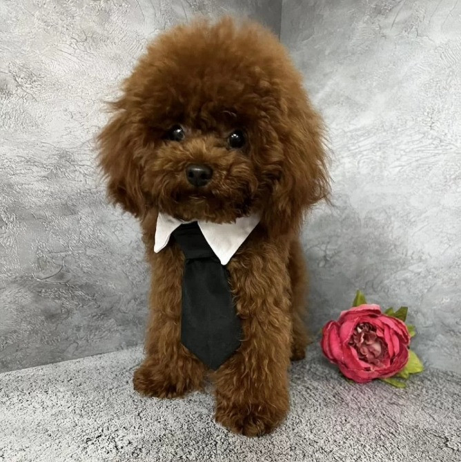 Пудель мини щенок Киев - изображение 4