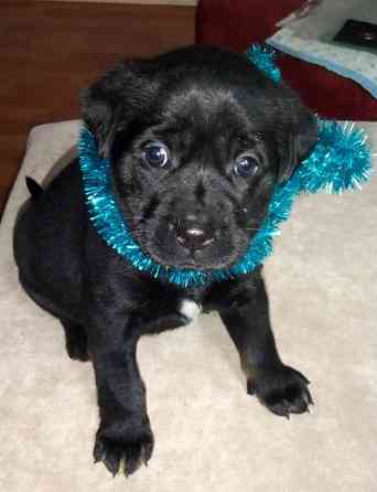 Щенки метисы таксы и гончей Дніпро