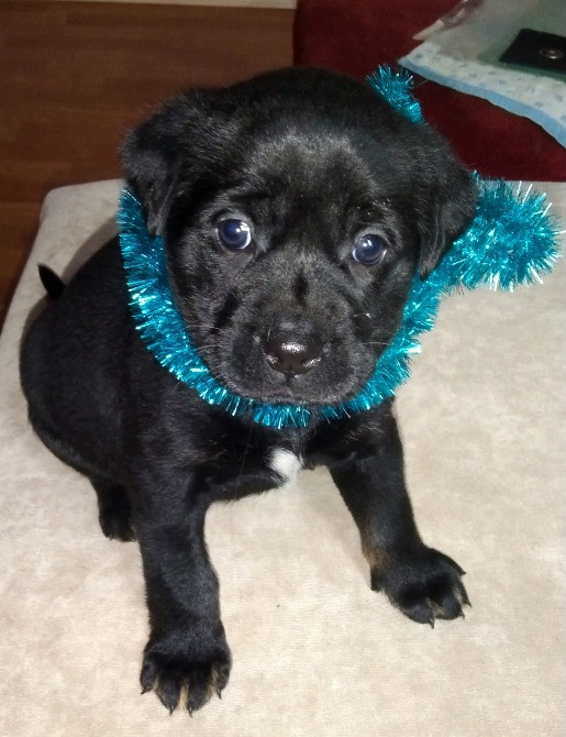 Щенки метисы таксы и гончей Дніпро - зображення 4