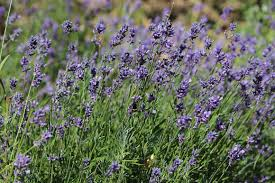 Куплю лікарські трави Кременчук - зображення 1