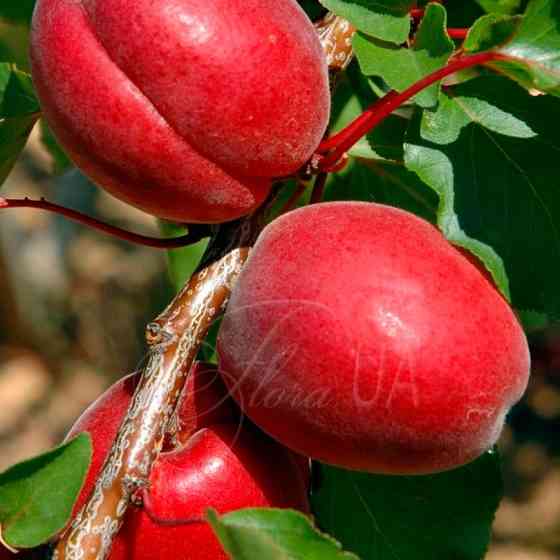 Продам саджанці персиків Сквира