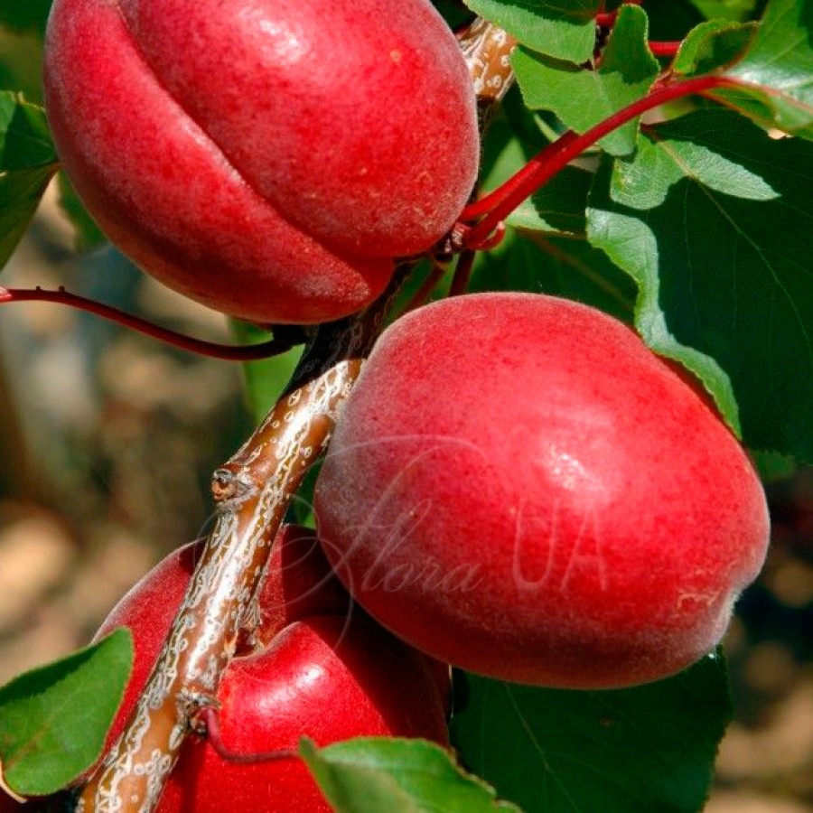 Продам саджанці персиків Сквира - изображение 4