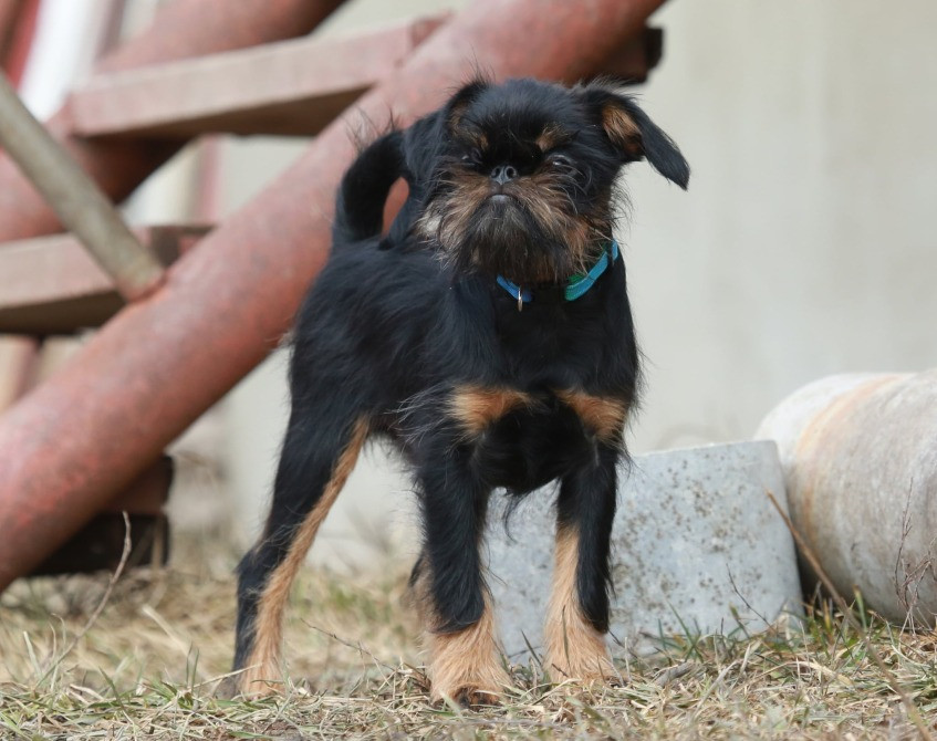 щенок гриффона Київ - зображення 2