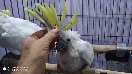 Какаду Гоффина Киев