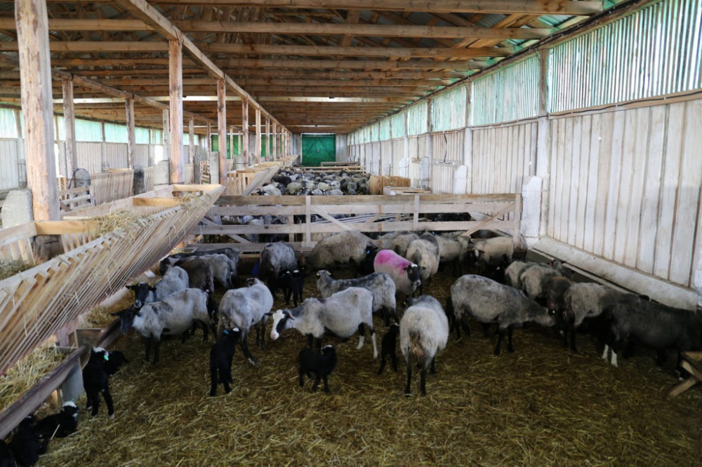 Продаж вівчарської ферми Шепетівка - зображення 7