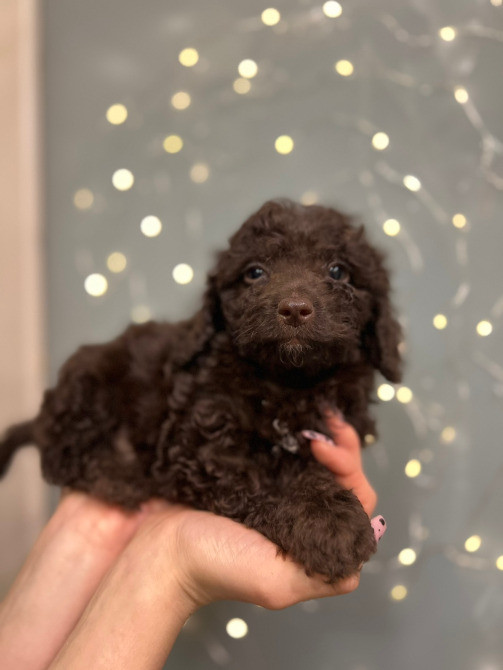 Хлопчик той пудель Киев - изображение 3