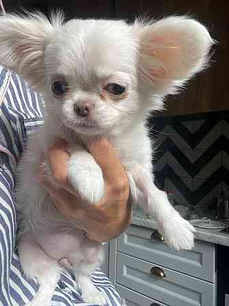 Прекрасна дівчинка чихуахуа, Львiв Львов