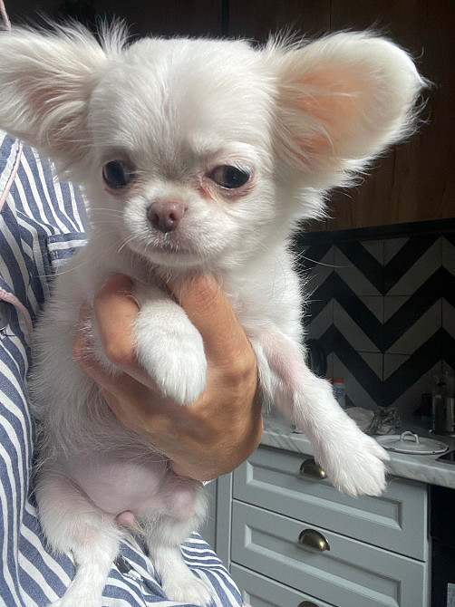 Прекрасна дівчинка чихуахуа, Львiв Львов - изображение 4