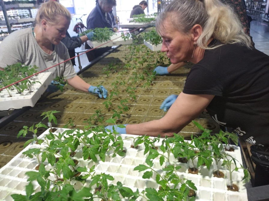 Праця в теплиці. Польша Львов - изображение 2