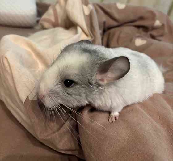 Продам домашних питомцев Одеса