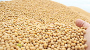 Закупка сои любого качества Хмельницький