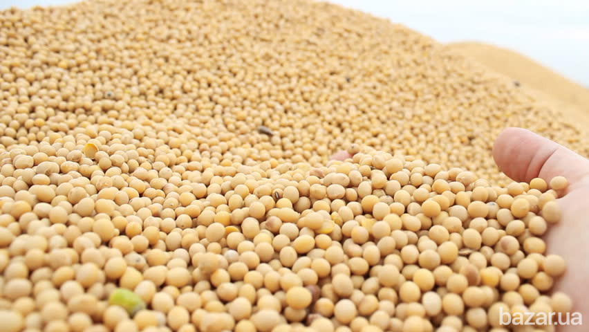 Закупка сои любого качества Хмельницький - зображення 1