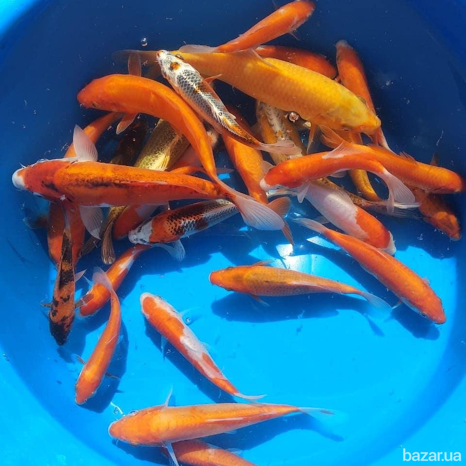 рибки для ставка,короп коі Україна,корм для коі,німфеї,водні рослини,японський короп коі ціна,ставок Київ - зображення 1