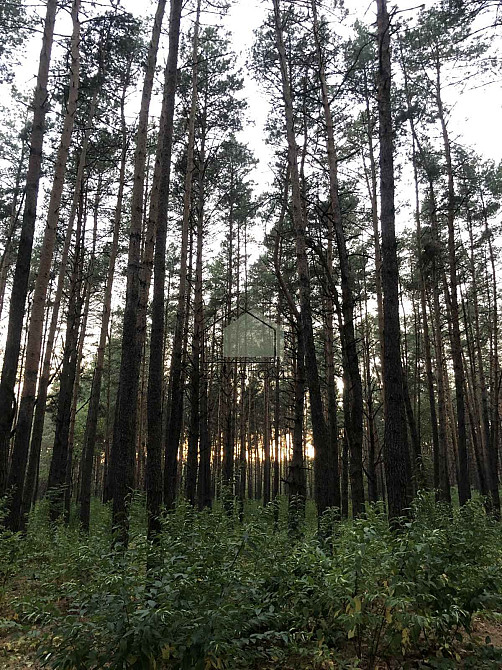 Ділянка 12 соток у сосновому лісі. Бортничі. Сусіди тільки з боків. Ділянка із прямим виходом до лі Киев - изображение 2