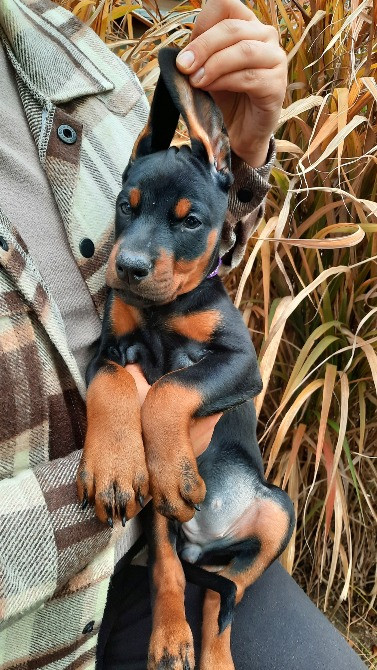 Добермани від розплідника Харків - зображення 2