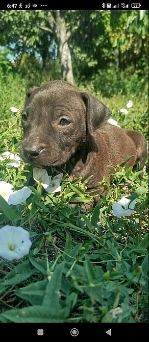 Щенки Американского питбультерьер Дніпро - зображення 1