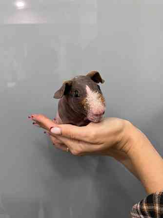 Малюки морські свинки Київ