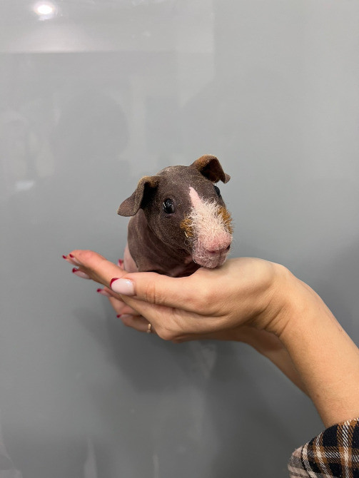 Малюки морські свинки Київ - зображення 6