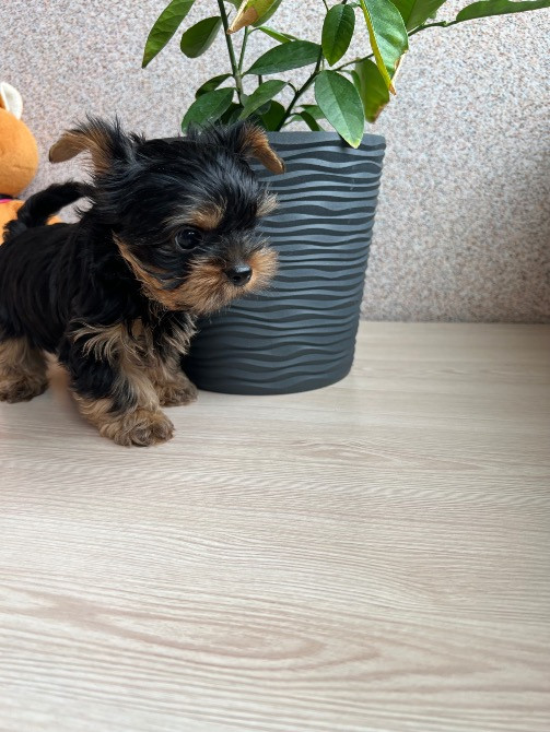 Цуценята міні йорки Житомир - изображение 2