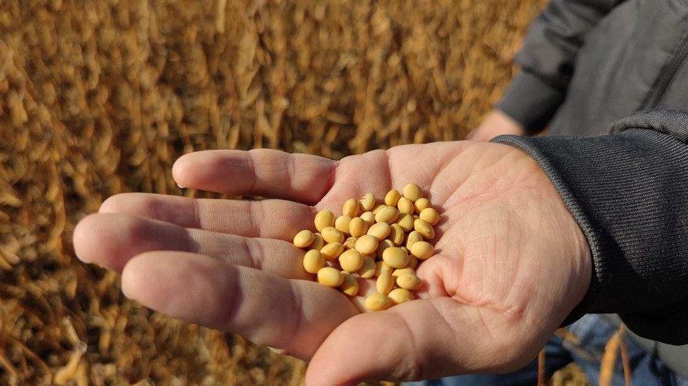 Закуповую половинки сої. Закуповую відходи кукурудзи Полтава - изображение 1