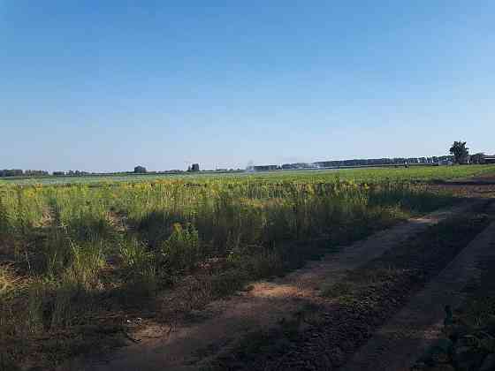 продажа земля сельскохозяйственного назначения Бориспольский, Сеньковка, 1302000 грн. 