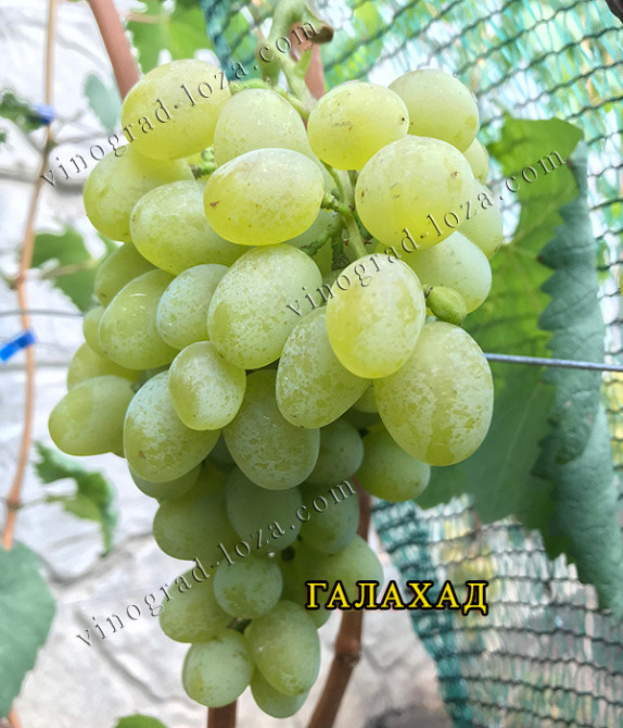 Саджанці Морозостійких сортів винограду (Харків) Харків - зображення 3