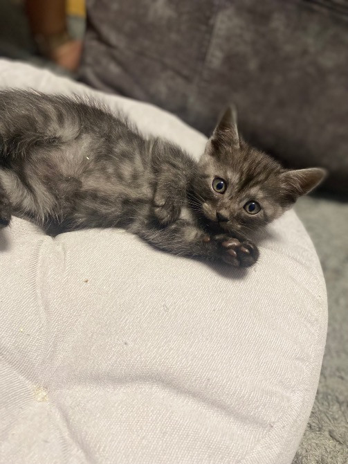 Віддам в турботливі та люблячі руки милих котиків Черкаси - зображення 4