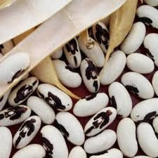 Насіння квасолі для посіву. Форвардні контракти Хмельницкий - изображение 1