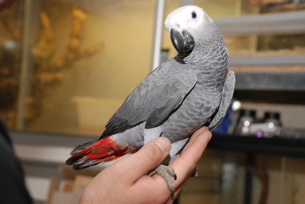 Жако алохвостий - говіркий папуга Киев - изображение 3