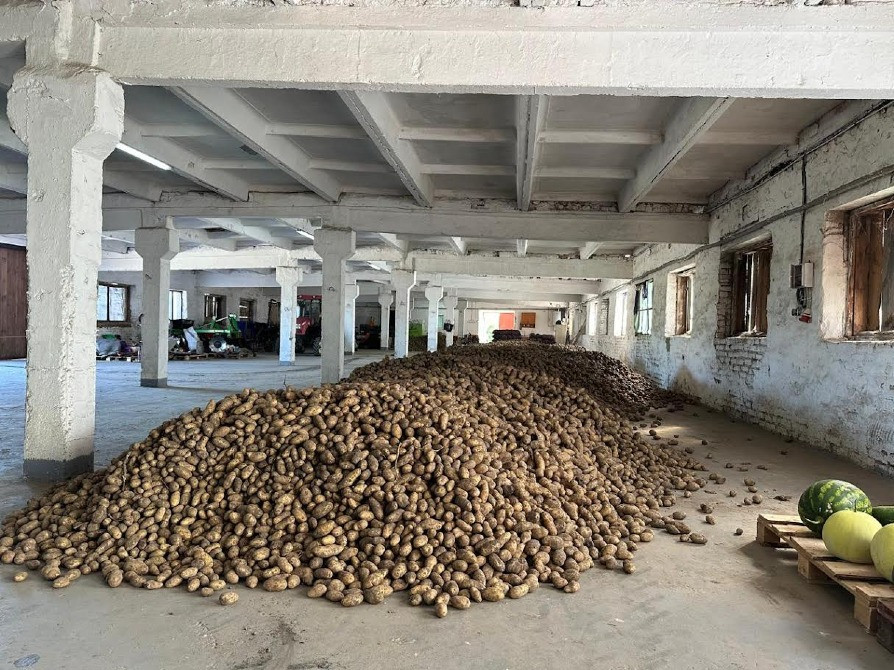 Картопля Гранада Житомир - изображение 3