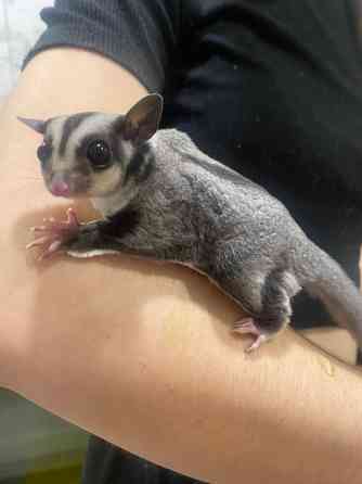 Карликова сумчаста летяга, або цукровий поссум Киев