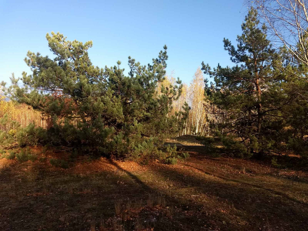 Земельный участок под садоводчество и постройку дома 12 соток в с. Дружня, Бородянского района Бородянка - зображення 8