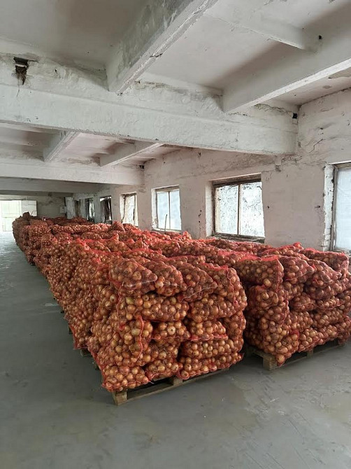 Цибуля Амфора Житомир - зображення 2