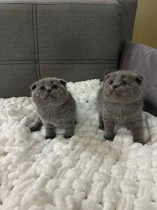 Шотландські кошенята Київ - зображення 1